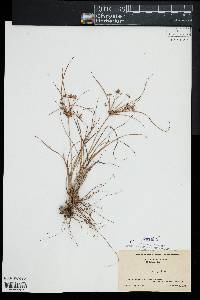 Cyperus grayi image