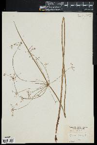 Cyperus haspan image