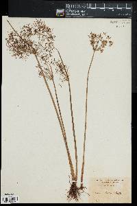 Cyperus haspan image