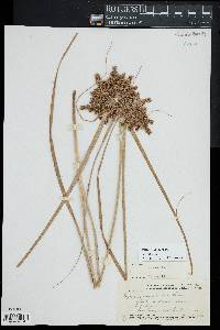 Cyperus javanicus image