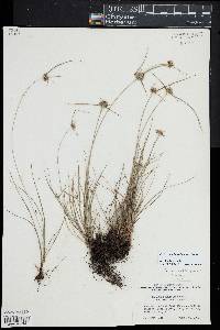 Cyperus lupulinus image