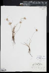 Cyperus lupulinus image