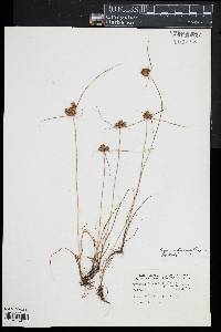 Cyperus retrorsus image