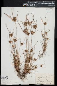 Cyperus retrorsus image