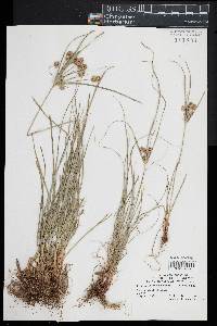 Cyperus retrorsus image