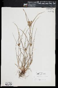 Cyperus retrorsus image