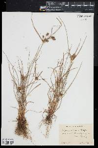 Cyperus retrorsus image