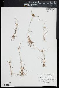 Cyperus retrorsus image