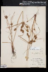 Cyperus retrorsus image