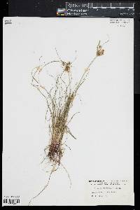 Cyperus retrorsus image