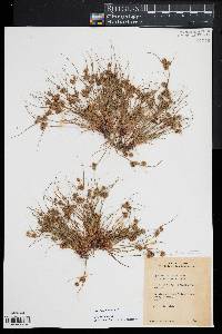 Cyperus squarrosus image