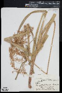 Cyperus sandwicensis image