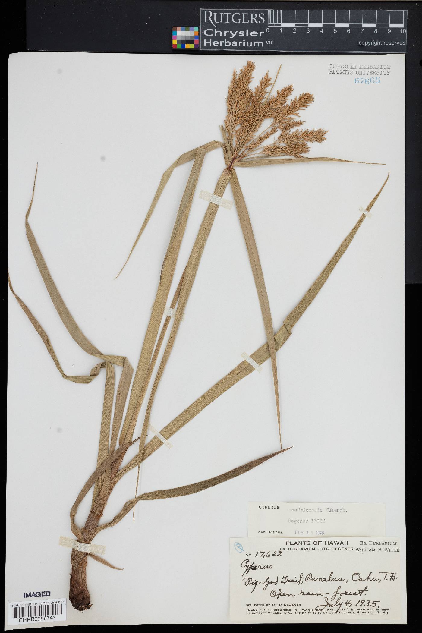 Cyperus sandwicensis image