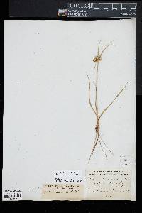 Cyperus surinamensis image