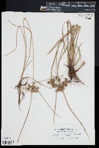 Cyperus virens image