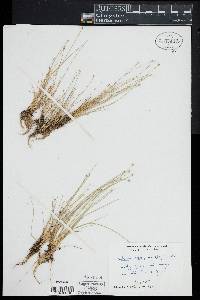 Eleocharis atropurpurea image