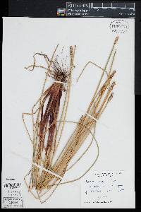 Eleocharis cellulosa image