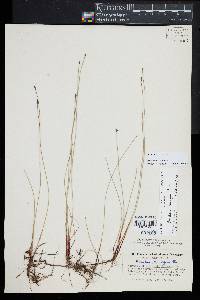 Eleocharis fallax image