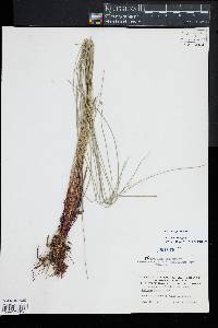 Eleocharis fallax image