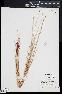 Eleocharis fallax image