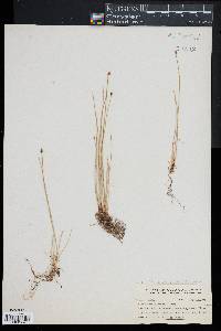 Eleocharis flavescens image