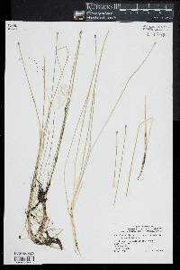 Eleocharis flavescens image