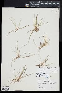 Eleocharis flavescens image