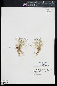 Eleocharis flavescens image