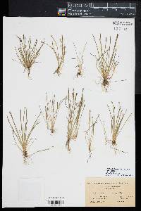 Eleocharis flavescens image