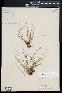 Eleocharis flavescens image