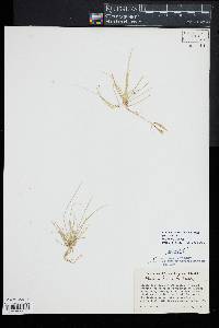 Eleocharis flavescens var. olivacea image