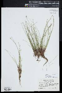 Eleocharis flavescens image