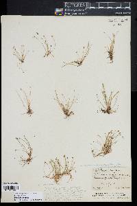 Eleocharis flavescens image