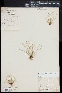 Eleocharis flavescens image