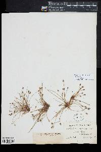 Eleocharis flavescens image