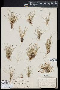 Eleocharis flavescens image