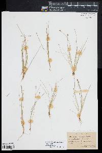 Eleocharis flavescens image