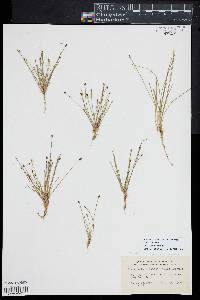 Eleocharis flavescens image