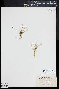 Eleocharis flavescens image