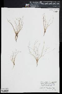 Eleocharis microcarpa image