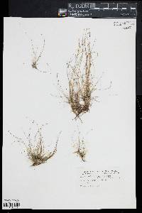 Eleocharis microcarpa var. filiculmis image