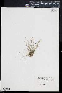 Eleocharis microcarpa image