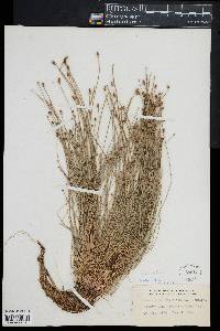 Eleocharis ovata image