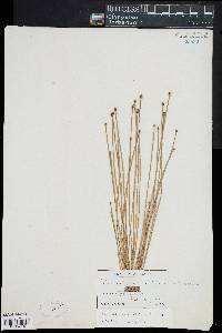 Eleocharis ovata image