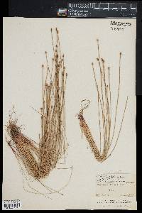 Eleocharis ovata image