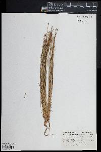 Eleocharis ovata image