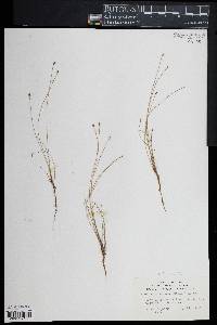 Eleocharis ovata image