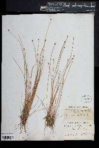 Eleocharis ovata image