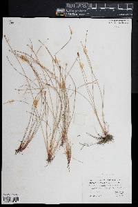 Eleocharis ovata image