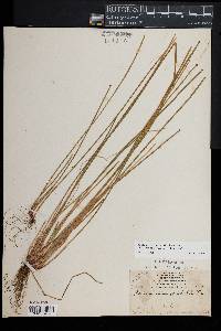 Eleocharis ovata image